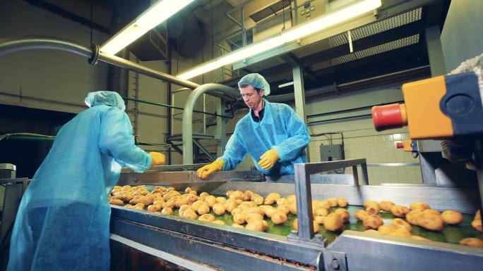 传送带上的土豆国外外国薯片薯条加工生产制