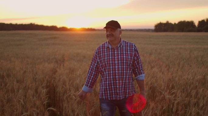 日落时分，老农走在麦田上，用手触摸麦穗