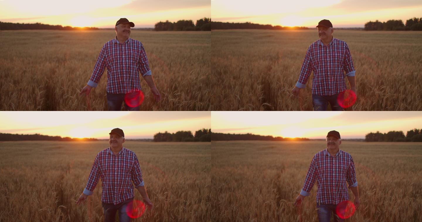 日落时分，老农走在麦田上，用手触摸麦穗