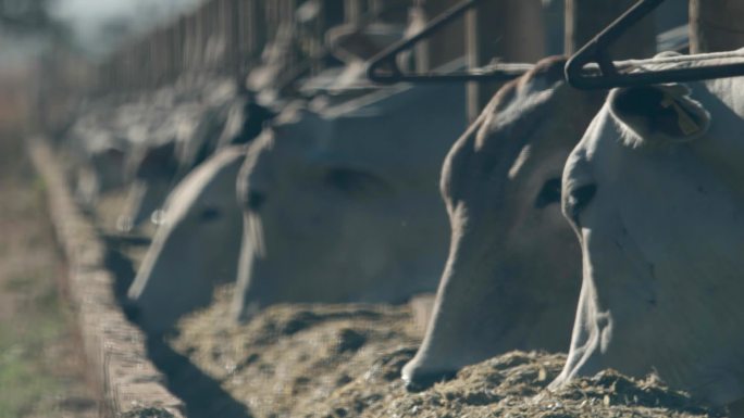 饲养场里的肉牛牛舍权益素食保护养殖条件防