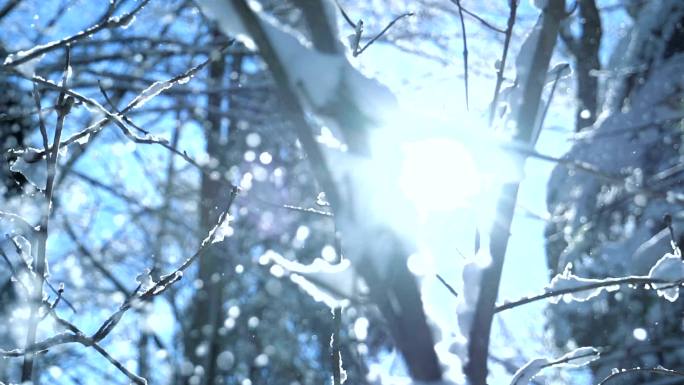 冬季雪山树木雪花从树枝上落下纷纷扬扬飘落