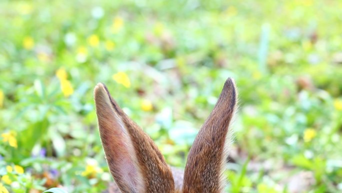 兔子毛茸茸的长耳朵特写镜头