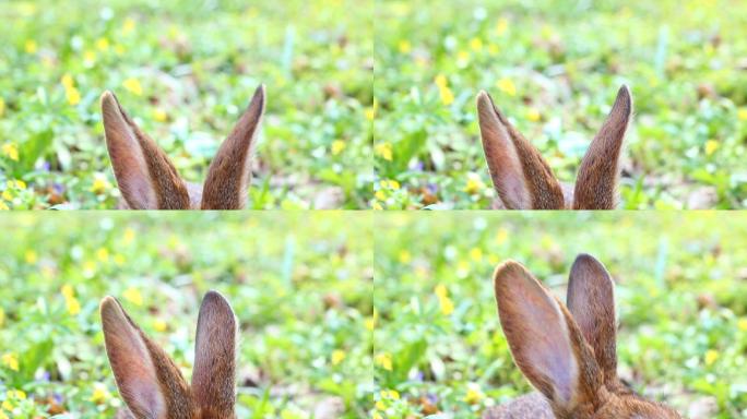 兔子毛茸茸的长耳朵特写镜头
