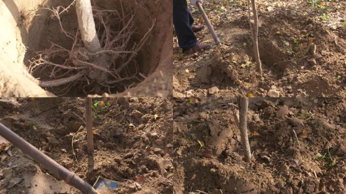 种植造林种树挖土埋树树苗埋土洒水A024