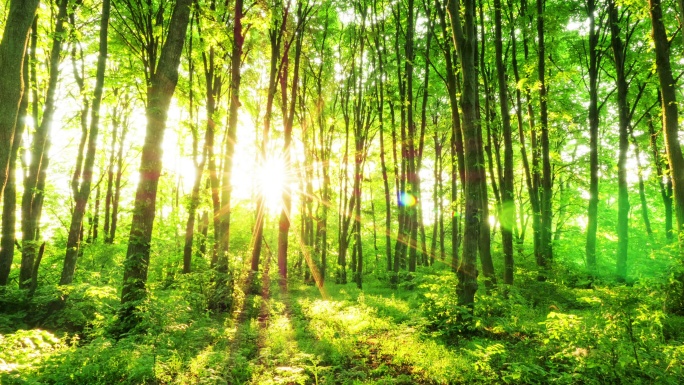 阳光穿过森林的树木间。时间推移