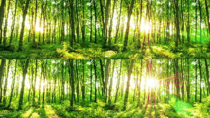 阳光穿过森林的树木间。时间推移