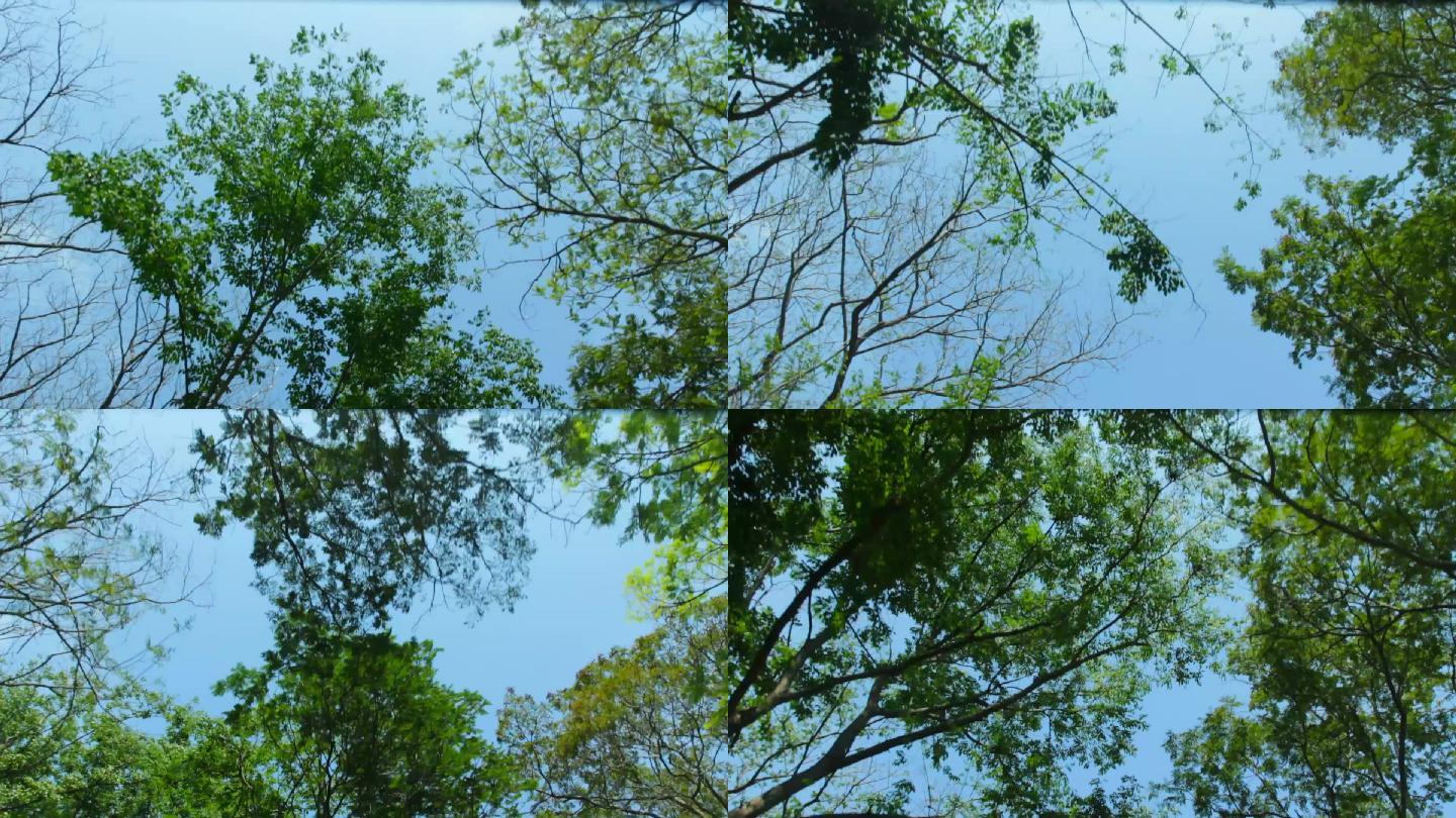 树和蓝天，驾驶天窗视图