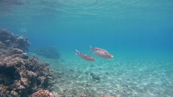 海底里的鱼群深海潜水海底海底世界