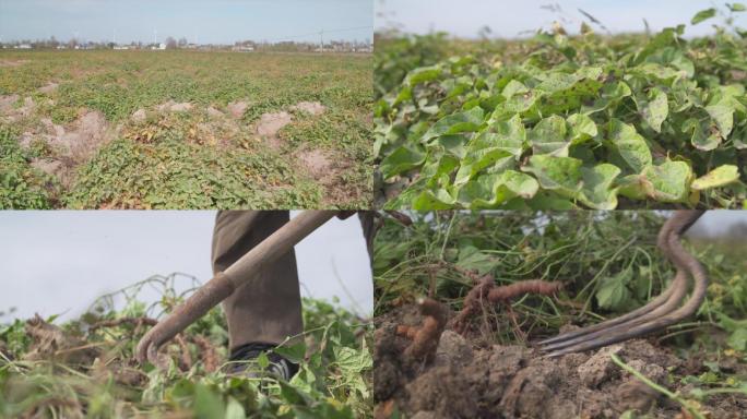 中药中医药材种植白首乌药田特写A024