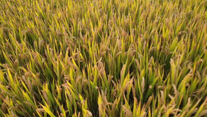 4K原素材-航拍金色水稻粮食丰收