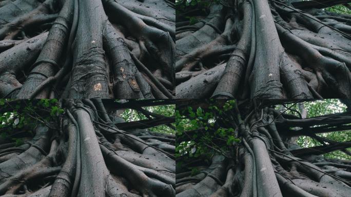 古老菩提树的大根老树根大树