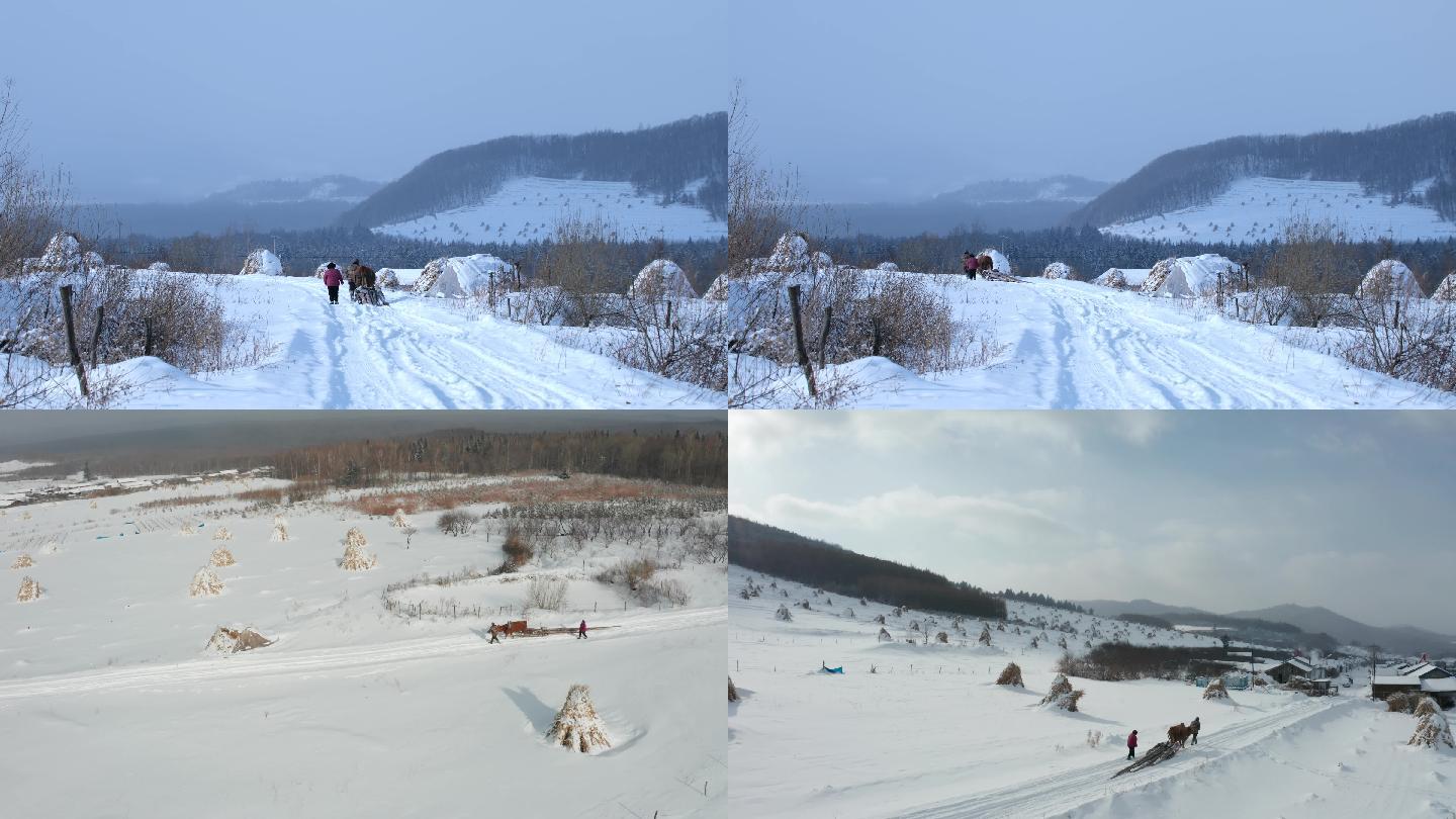 雪地里放牛