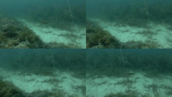 大西洋鳕鱼游过布满褐藻的海里