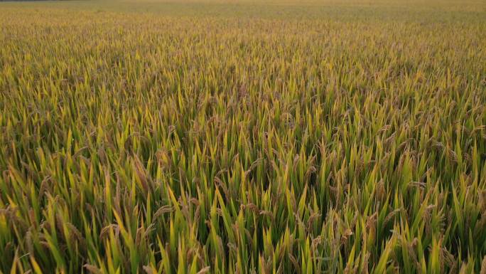 4K原素材-航拍金色水稻粮食丰收