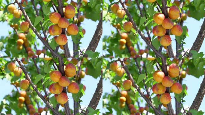在阳光明媚的夏日，在树上收获成熟的杏子。