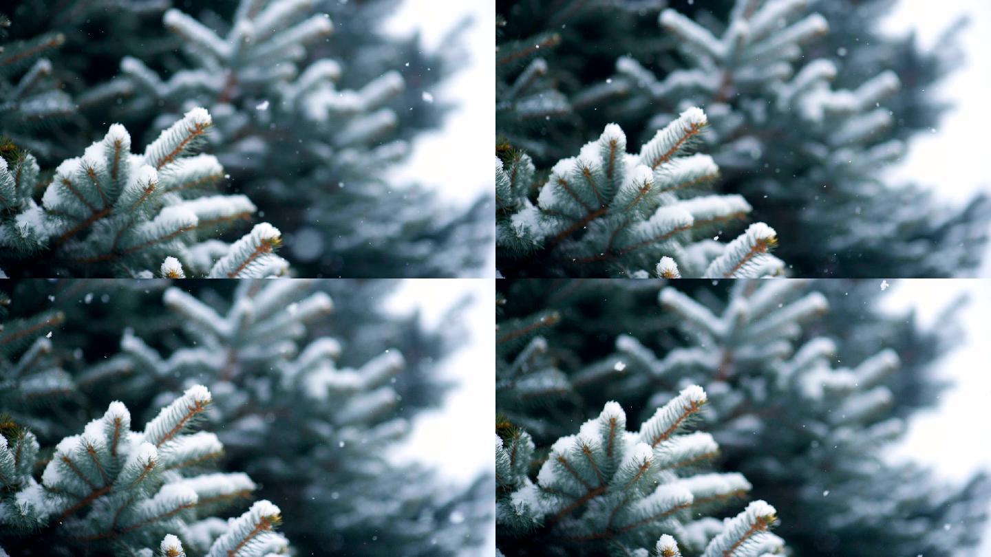 松树冬天下雪雪天树林雪景特写