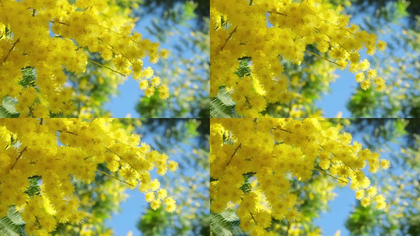 相思树图片_春季的相思树图片大全 - 花卉网