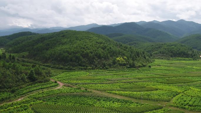 4k 航拍 青山 原野