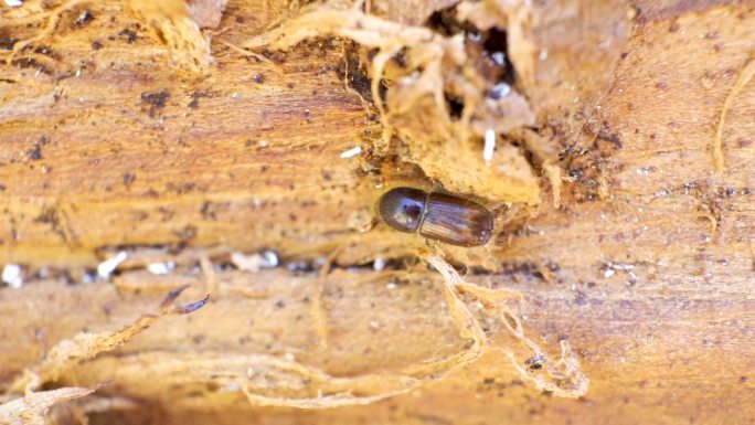 云杉树皮甲虫动物世界微生物树木病虫害