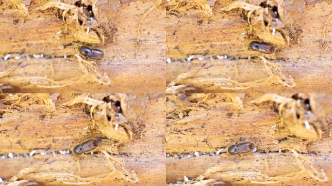 云杉树皮甲虫动物世界微生物树木病虫害