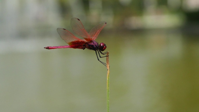 昆虫红色蜻蜓挥动翅膀飞舞夏天自然生态