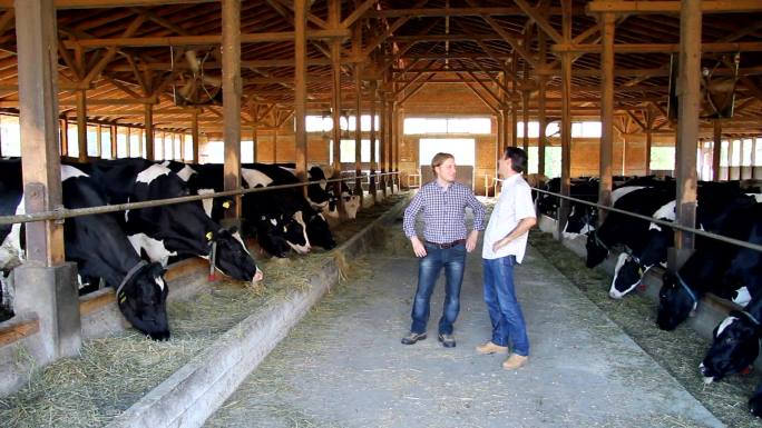 快乐的农民在牛棚里，谈论喂养奶牛和产奶