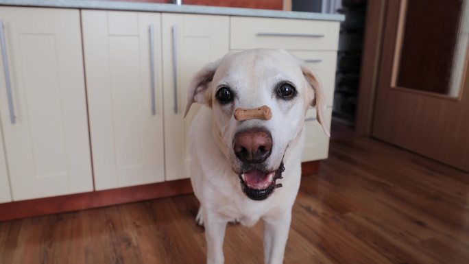 拉布拉多猎犬鼻子上的饼干。