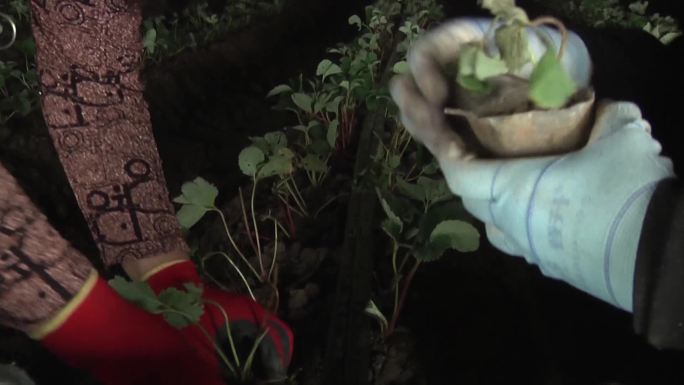 大棚内农民在栽种草莓秧苗