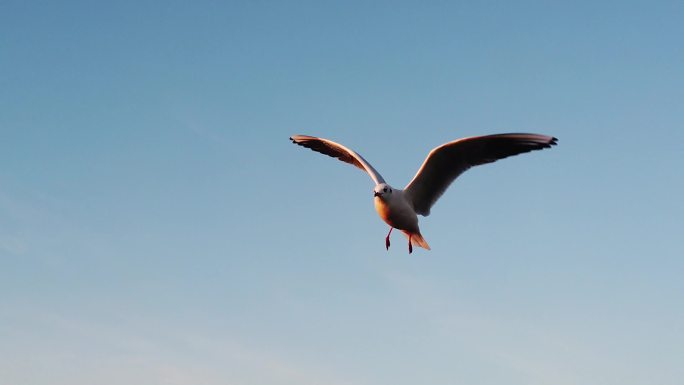 升格拍摄额济纳旗居延海风光海鸥