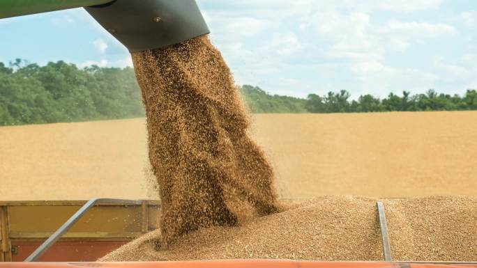 联合收割机将收获的小麦转移到拖车上