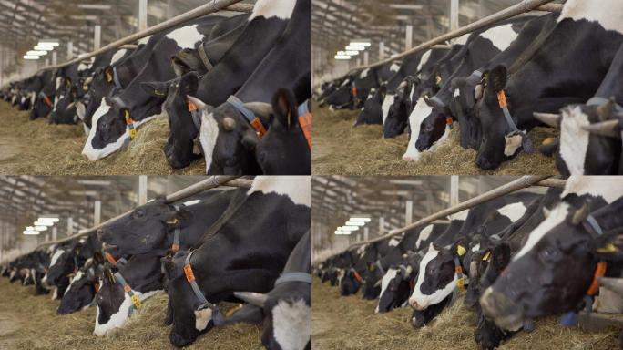 一大群奶牛牧场畜牧养殖基地