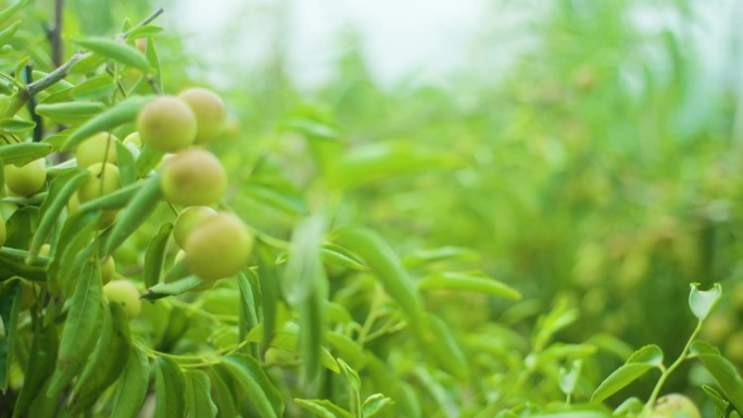 大荔冬枣，冬枣基地，冬枣特写展示