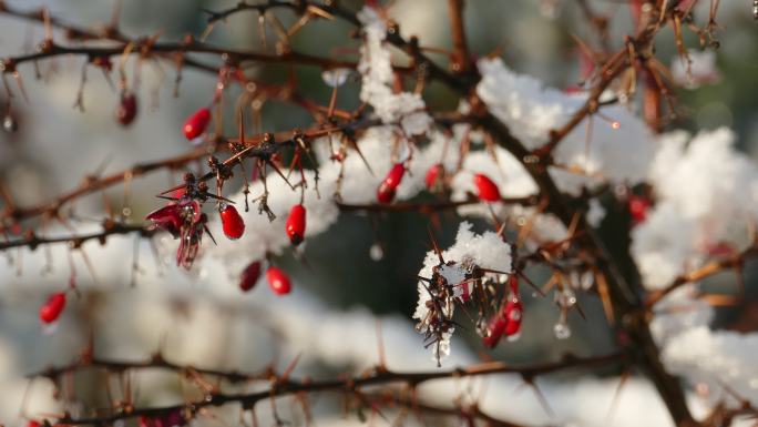 枝头的积雪初冬落雪紫叶小檗冬季红叶
