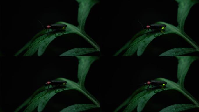 萤火虫实拍视频特写镜头微距拍摄