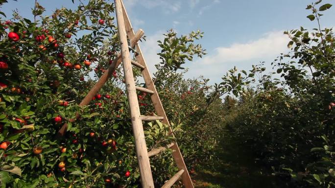 带梯子的苹果园