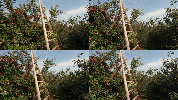 带梯子的苹果园