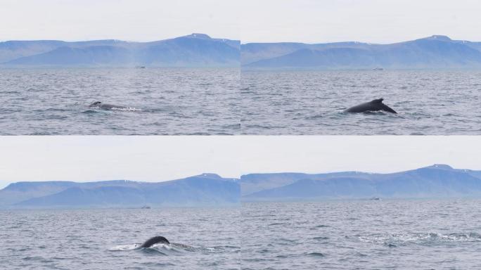 冰岛雷克雅未克市附近发现座头鲸