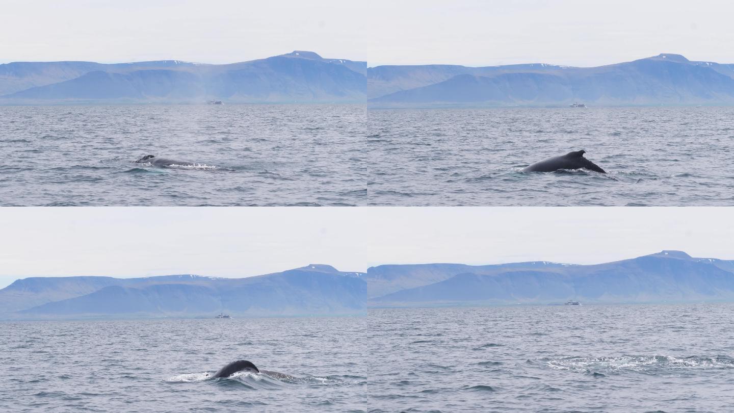 冰岛雷克雅未克市附近发现座头鲸