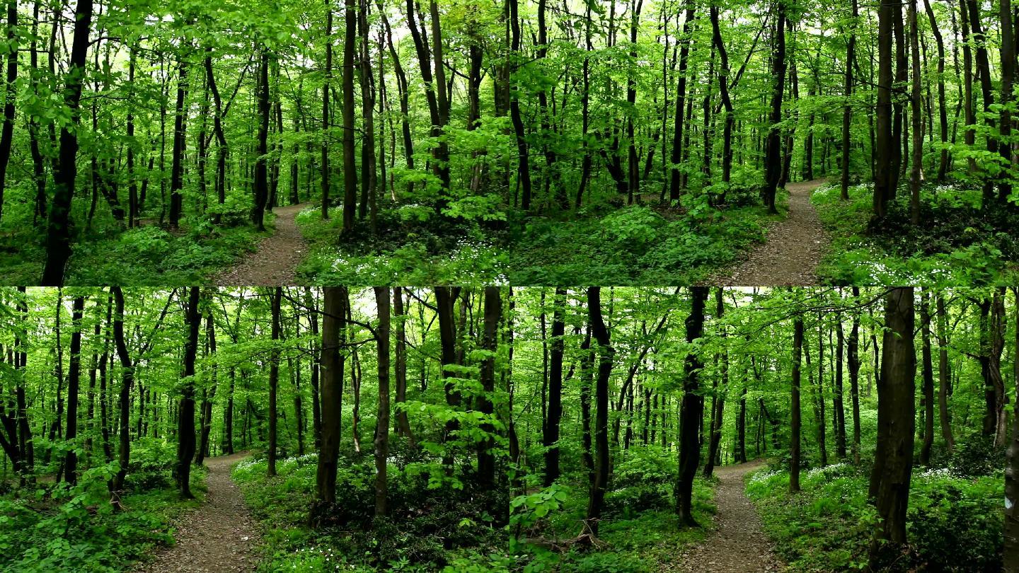 林间小道大自然生态美景栖息森林树林
