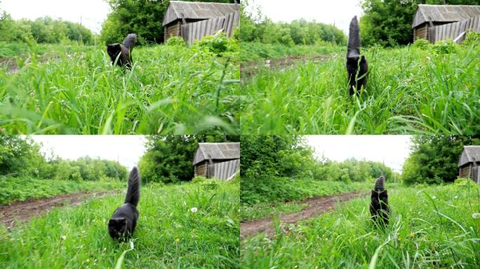 黑猫在绿草中奔跑