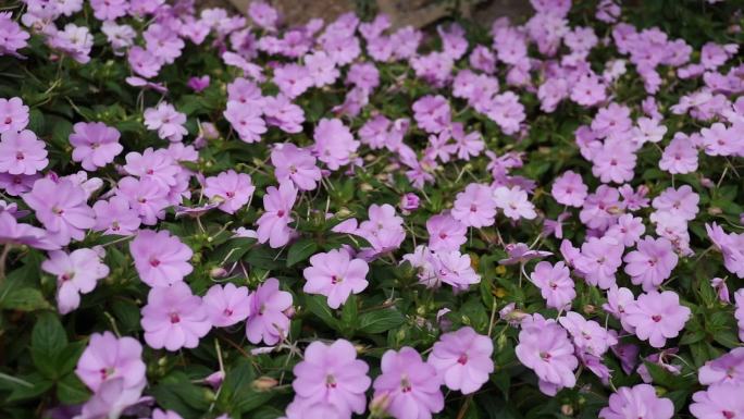 凤仙花园林花卉素材