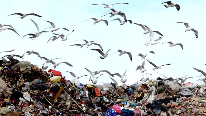 垃圾填埋场上的海鸥。