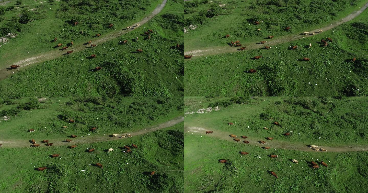 汉江牛群自然生态汉中旅游绿色生态片头素材