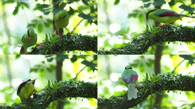 印支绿鹊：将色彩发挥到极致，颜羽集于一身