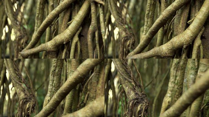原始雨林中古树的根