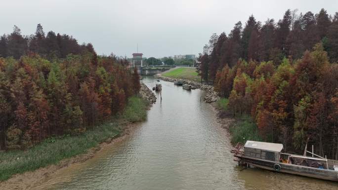 航拍5k佛山顺德鸡洲水闸落雨杉（御3）