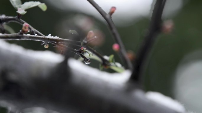 冬天景色雪中红梅