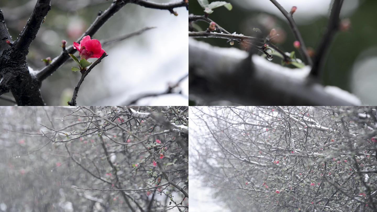冬天景色雪中红梅