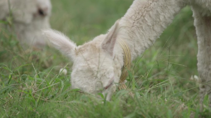 羊驼在草地里吃草