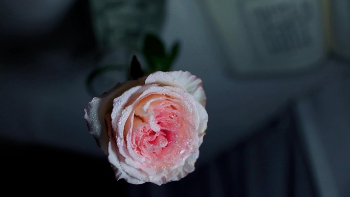 灰色背景下的粉玫瑰